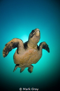 Loggerhead Turtle returning to the surface by Mark Gray 
